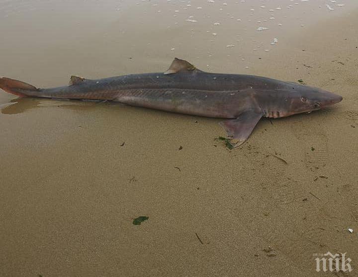 САМО В ПИК: Морето изхвърли умряла акула на плажа във Варна (СНИМКИ)