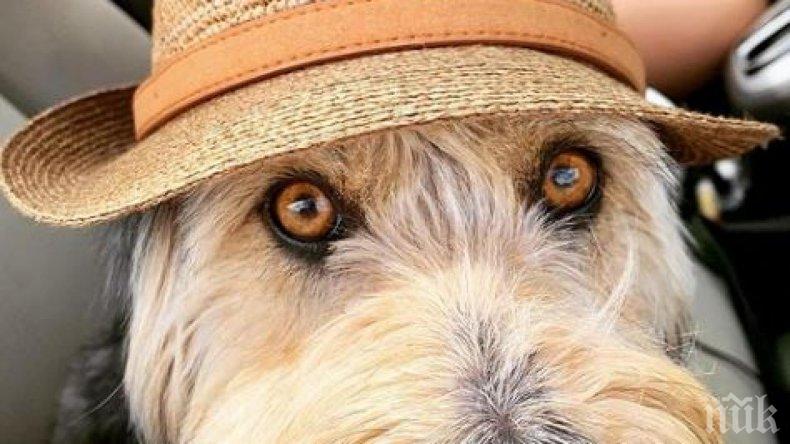 Посолството на САЩ у нас се похвали с домашните си любимци (СНИМКИ)