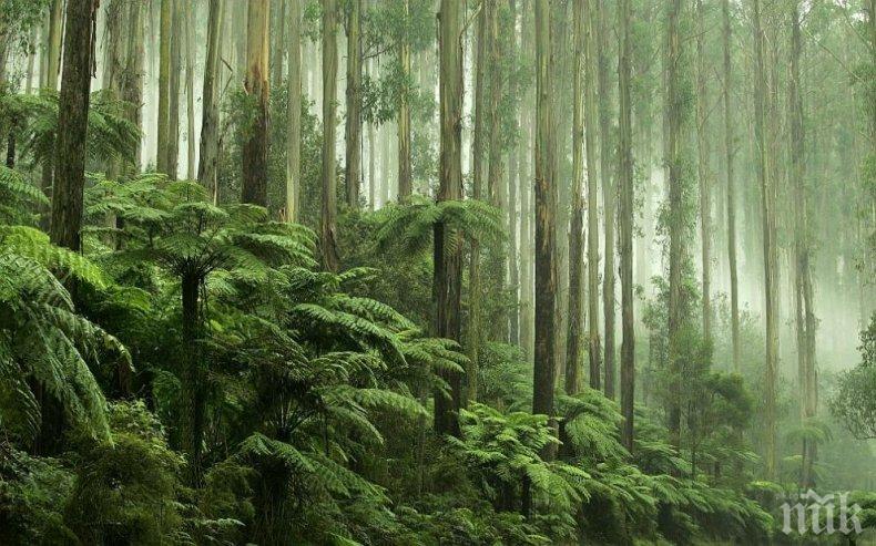 ЕКО АКЦИЯ: Франция ще засажда 50 милиона дървета, още не са решили какви 