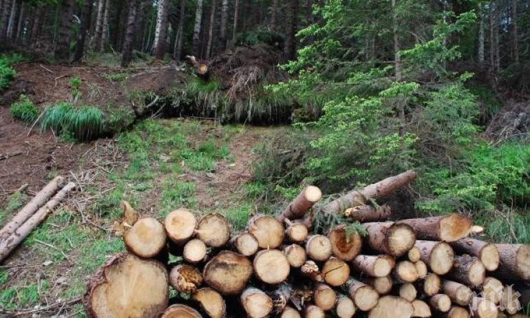 Във Варна се проведе протест в защита на борова гора - Информационна ...