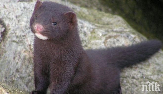 ЗА СЕФТЕ: Откриха COVID-19  в диво животно на свобода