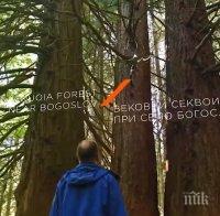 ПРЕОТКРИЙ БЪЛГАРИЯ: Вековните секвои при село Богослов (ВИДЕО)