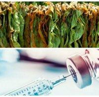 РЕВОЛЮЦИОННО: Създават ваксина от тютюн срещу COVID-19