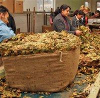 производителите ориенталски тютюн категорични отказват продават ниски цени миналата година