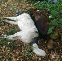 Отровиха четири кучета в Долна баня
