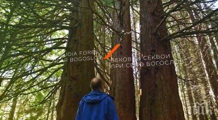 преоткрий българия вековните секвои село богослов видео