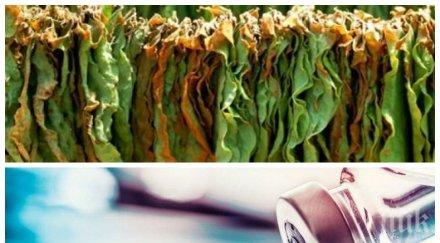 революционно създават ваксина тютюн covid