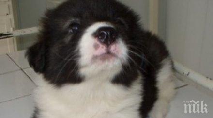 събират пари животински приют ямбол