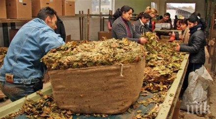 производителите ориенталски тютюн категорични отказват продават ниски цени миналата година