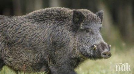 дива свиня атакува германец хола прати болница