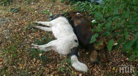 отровиха четири кучета долна баня