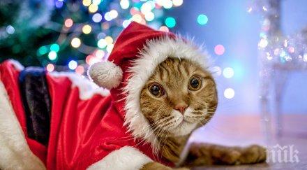 обличайте котките коледни костюми