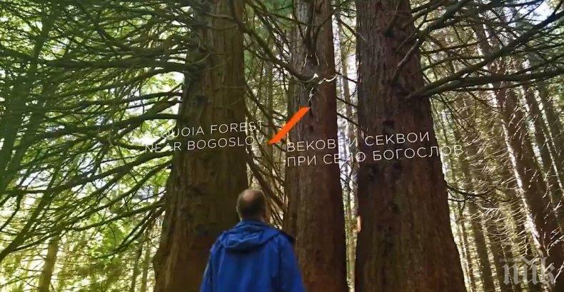 ПРЕОТКРИЙ БЪЛГАРИЯ: Вековните секвои при село Богослов (ВИДЕО)
