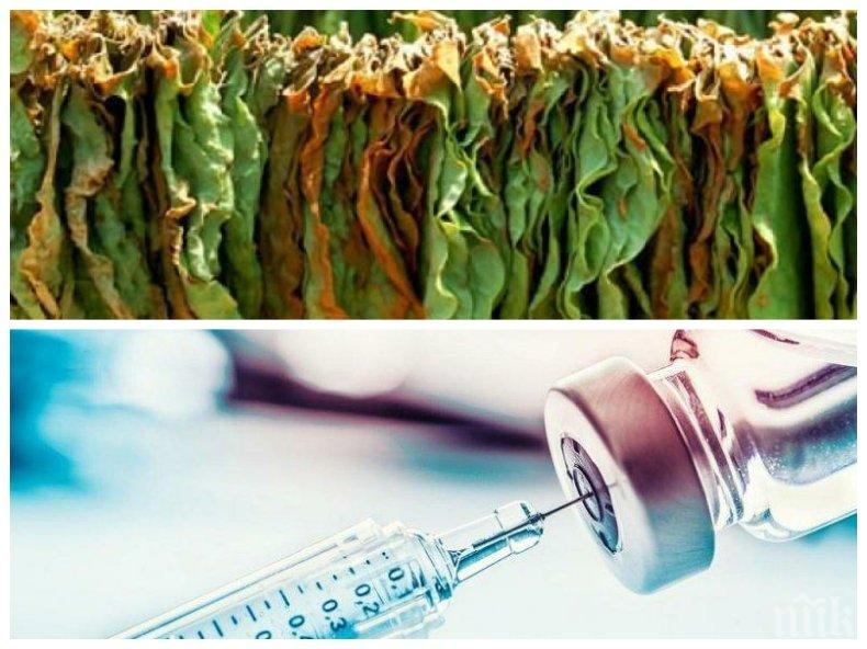 РЕВОЛЮЦИОННО: Създават ваксина от тютюн срещу COVID-19