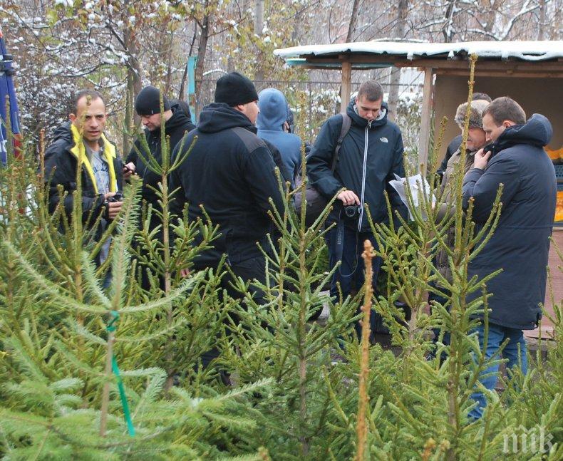 Коледните елхи на пазара трябва да имат контролни пластини със сериен номер