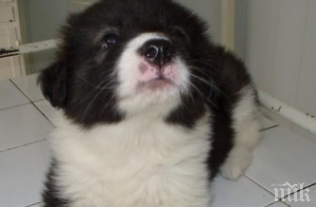 Събират пари за животински приют в Ямбол