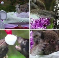 Зоопарк в Австралия изненада за Коледа малките си обитатели

 