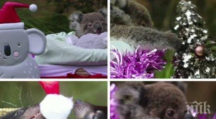 зоопарк австралия изненада коледа малките обитатели