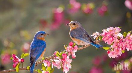 доказано птичите песни правят хората щастливи