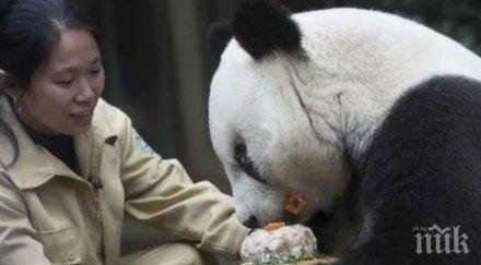 почина старата панда света