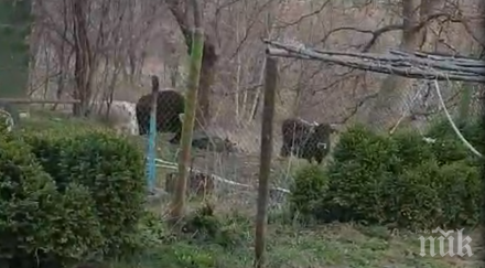 сигнал пик коне говеда общински съветник бсп опустошават пернишко село