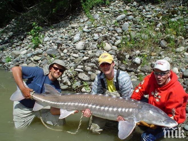 Удължават с 5 г. забраната за улов на застрашени видове есетрови риби в българската акватория на река Дунав и Черно море