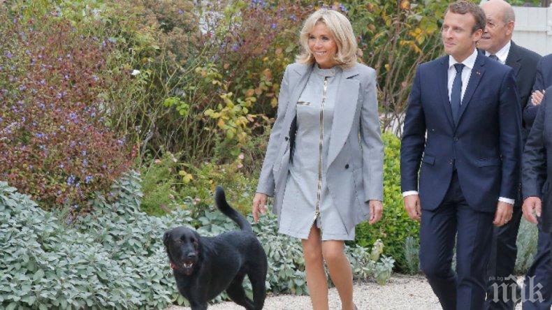 Кучето на семейство Макрон в кампания срещу изоставянето на животни
