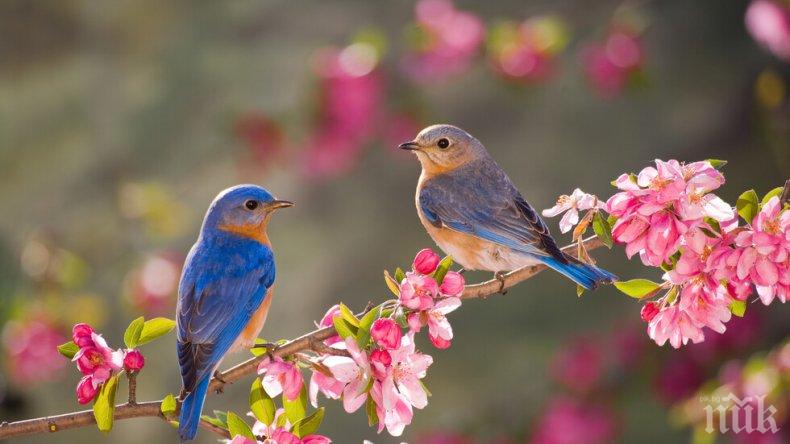 ДОКАЗАНО: Птичите песни правят хората щастливи