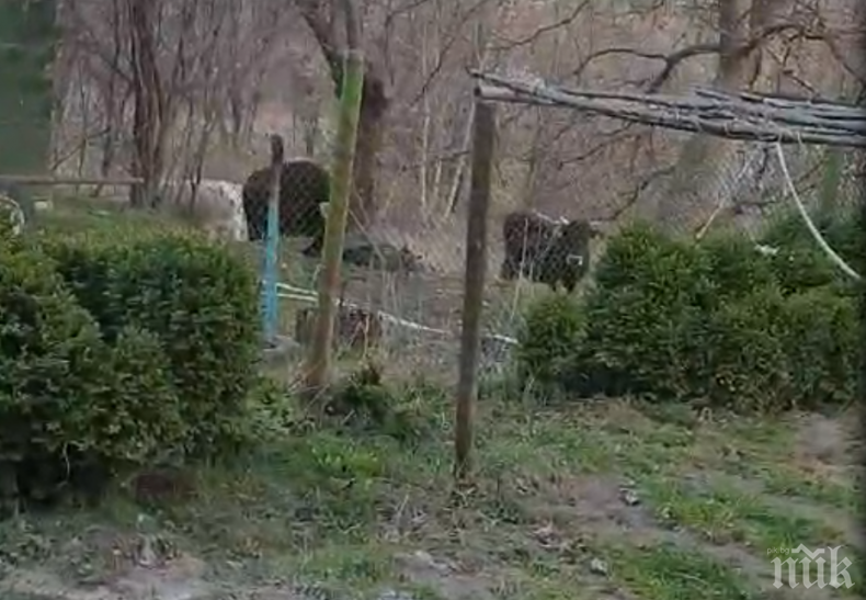 СИГНАЛ ДО ПИК: Коне и говеда на общински съветник от БСП опустошават пернишко село