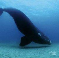 Десет кита са загинали край плаж в Йоркшир 
