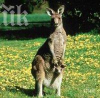 Баща едва спаси децата си от кенгуру 