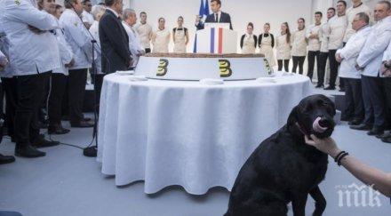 кучето макрон агитира хората осиновяват домашни любимци празниците