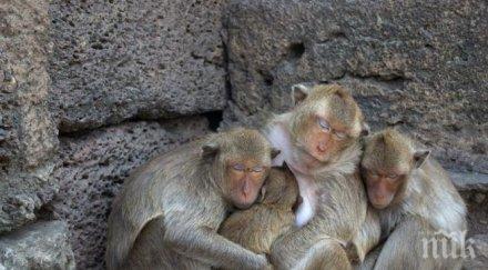 животните имат невероятна стратегия заразите можем поучим