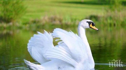 опечален лебед спря железопътния трафик германия