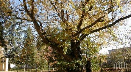 кестен казанлък черница преслав цер клисура спорят дърво корен 2020