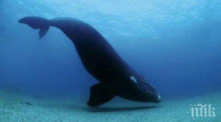 десет кита загинали плаж йоркшир