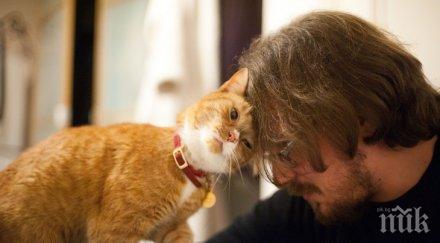 пет признака котката обича