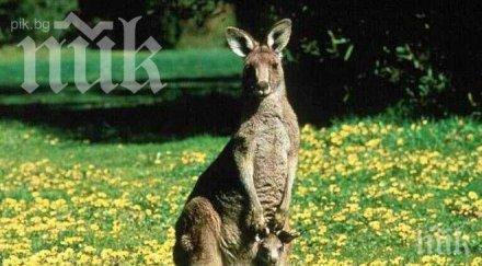 баща спаси децата кенгуру