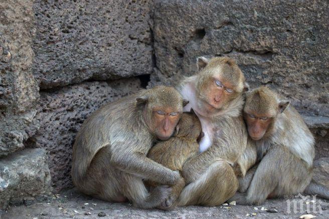 Животните имат невероятна стратегия срещу заразите, можем да се поучим 