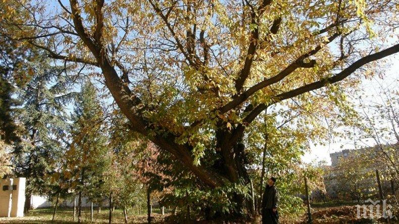 Кестен в Казанлък, черница в Преслав и цер край Клисура спорят за Дърво с корен 2020