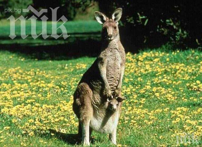 Баща едва спаси децата си от кенгуру 