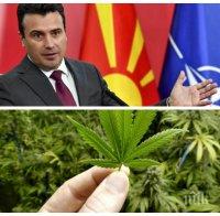 ВЕСЕЛИТЕ КОМШИИ: Зоран Заев обеща всеки македонец да си отглежда марихуана