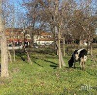 Крави мучат на Гребната база в Пловдив, деца гледат в захлас (СНИМКИ) Крави мучат на Гребната база в Пловдив, деца гледат в захлас (СНИМКИ)
