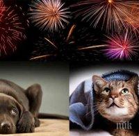 причиняват пиратките фойерверките домашните дивите животни