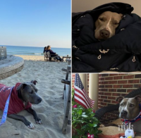 Посолството на САЩ показа осиновени кучета