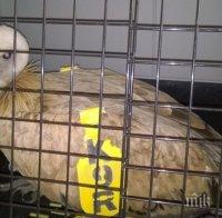 Спасиха бедстващ лешояд на магистрала „Тракия”