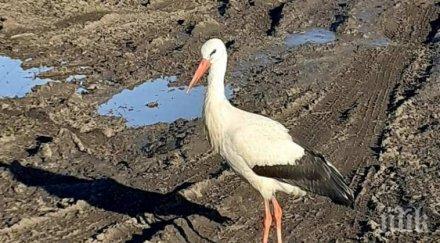 невероятно първият щъркел вече пристигна морето