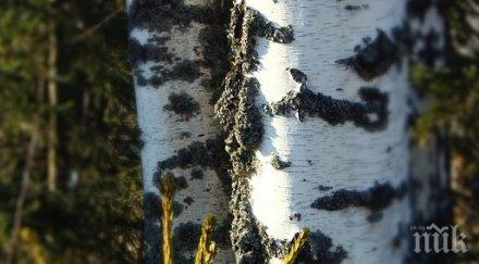 вижте какви лечебните свойства сребърната бреза