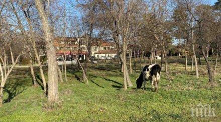 крави мучат гребната база пловдив деца гледат захлас снимки