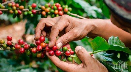 откъде идва кафето вкусно